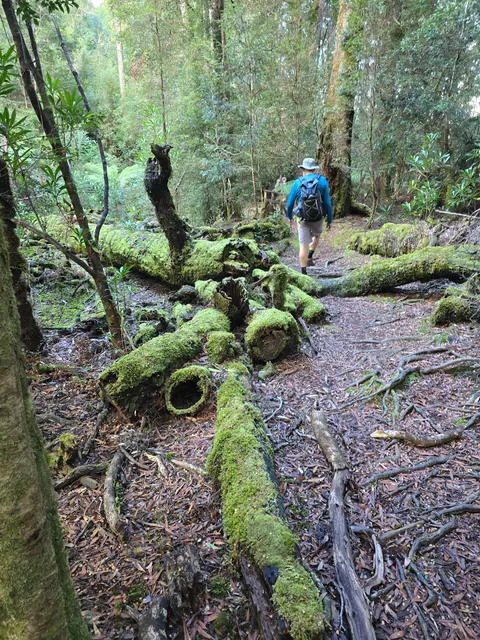 Tarkine Trails