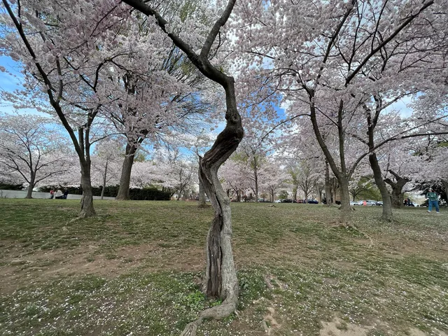 Site of Original Cherry Trees