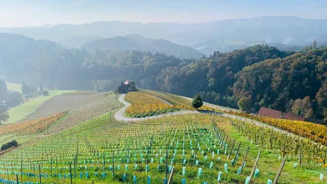 Heart Between Vineyard