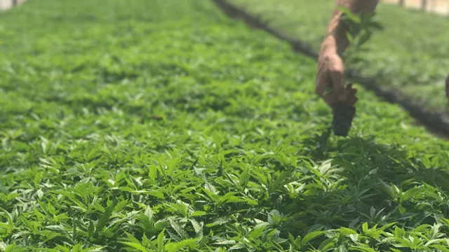 Blue Forest Farms CBD