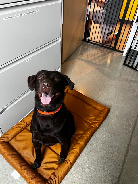 PetSuites Sterling Heights