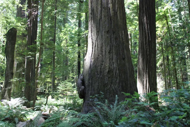 Founders Grove Nature Loop Trail