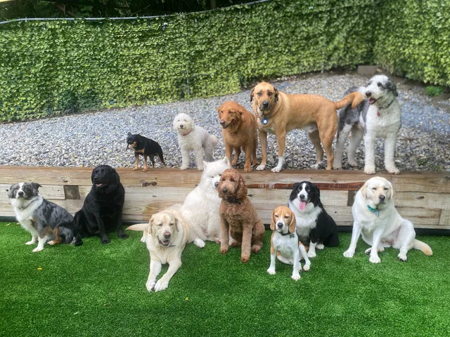 Delighted Pets, Inc.