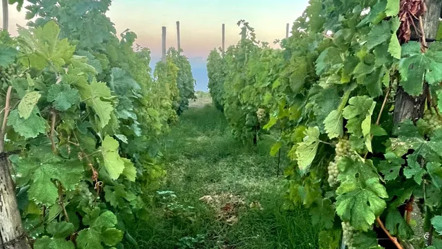 Cenatiempo Vini D'Ischia