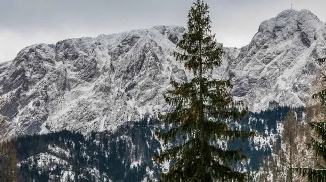 Apartament pod lasem