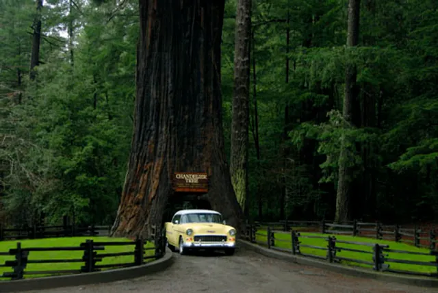 Drive-Thru Tree Park Leggett