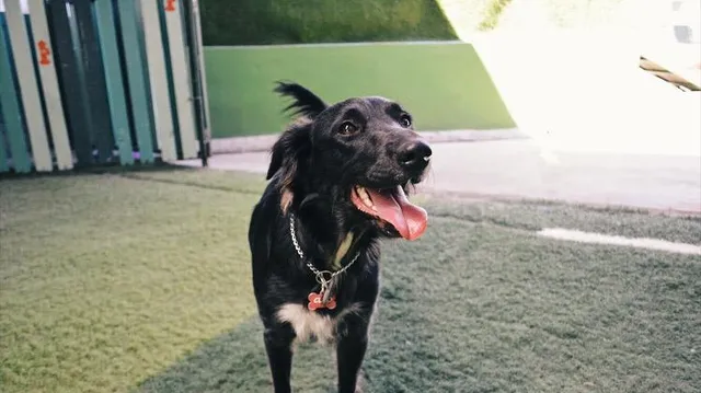 El Hidrante For Pets - Hotel . Vet . Spa . Acuario