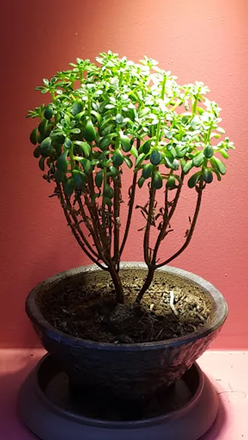 고봉민김밥인 반여점