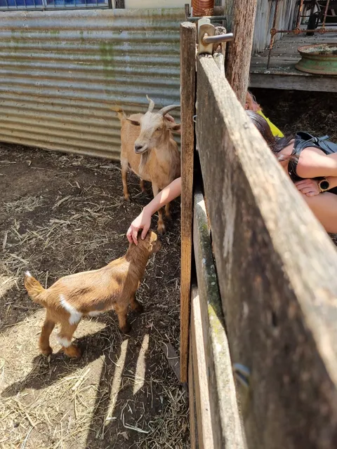 Brookies Capalaba (Capalaba Produce)