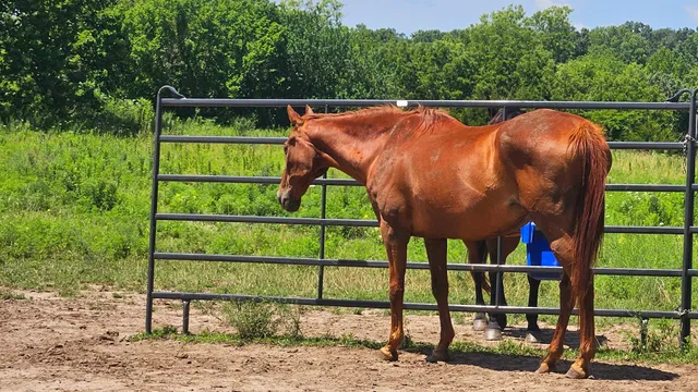 Horse Play Feed & Tack