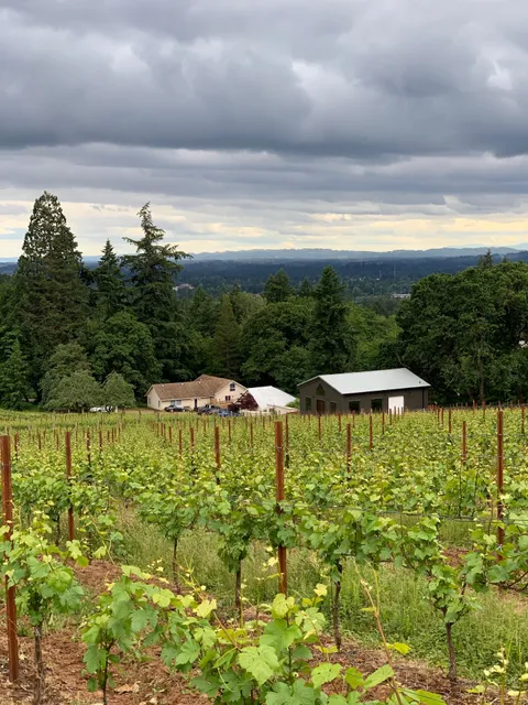 Oliver Springs Vineyard