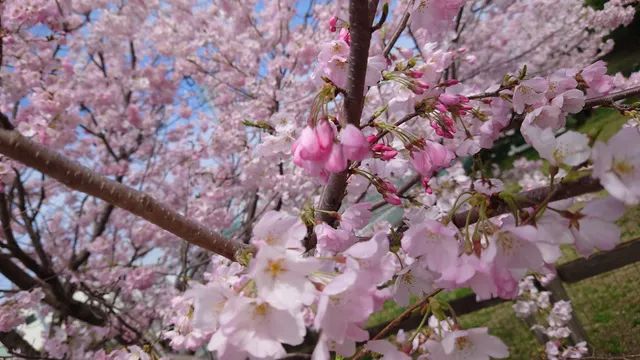 水軒ドッグラン