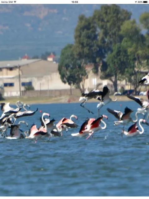 House with sea breeze-Anemelia