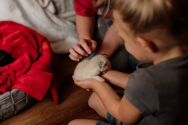 Pet Haven Cat Adoption Center