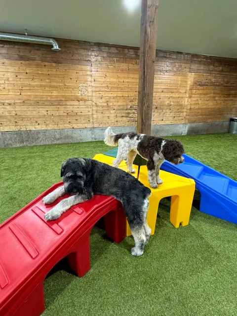 Creamayre Brook Kennels