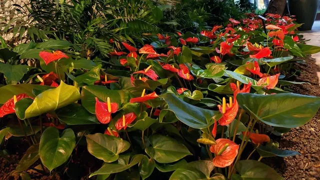 Landscape Hawaii, Inc.