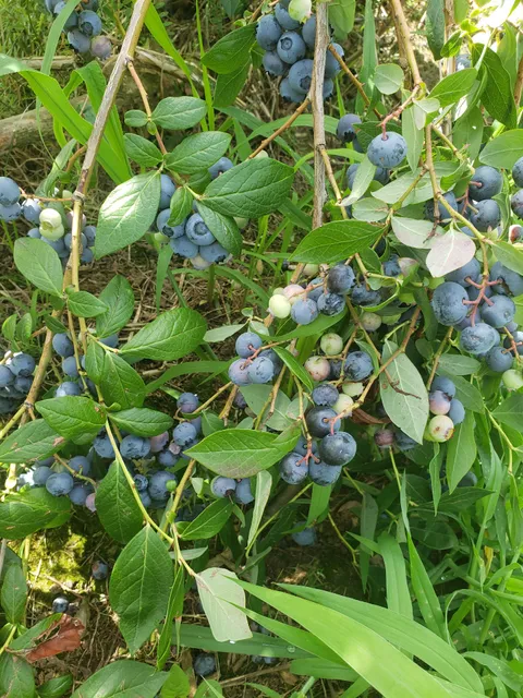 Jane & Paul's Farm Inc