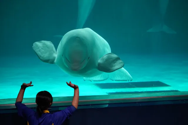 Marine Theater（Beluga Performance）