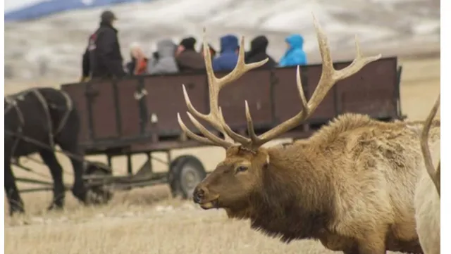National Elk Refuge Sleigh Rides
