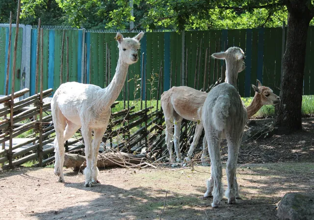 Little Zoo (Petting zoo)