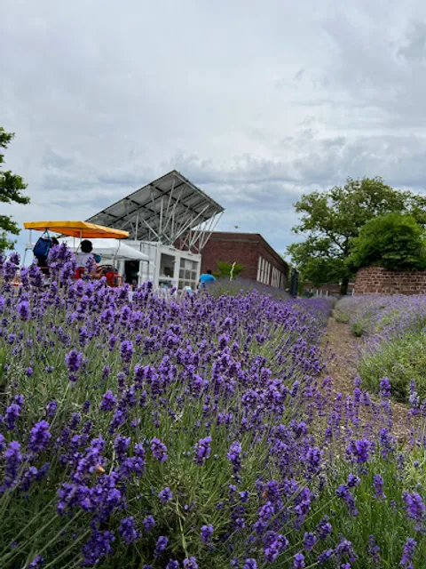 Lavender Field on Governors Island
