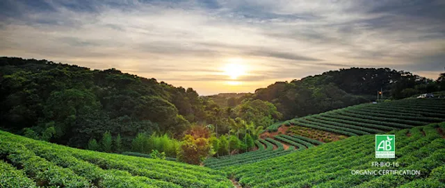 Grossiste-The - Obvious Tea Professionals