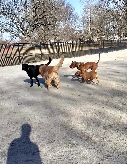 Lyndhurst Dog Park