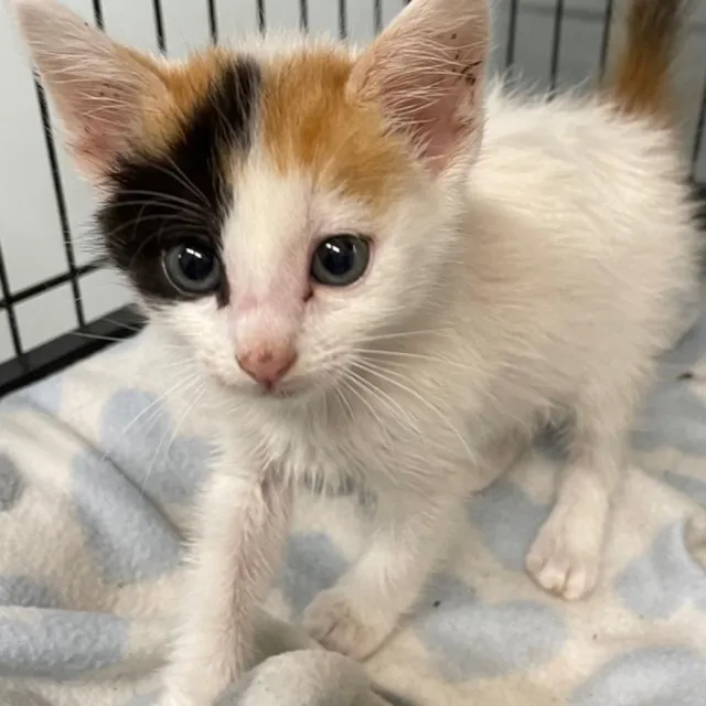 Big Sky CARES Community Veterinary Clinic and Hospital