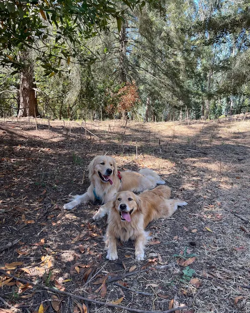 Tilden Regional Park - Quarry Picnic Site Parking Lot
