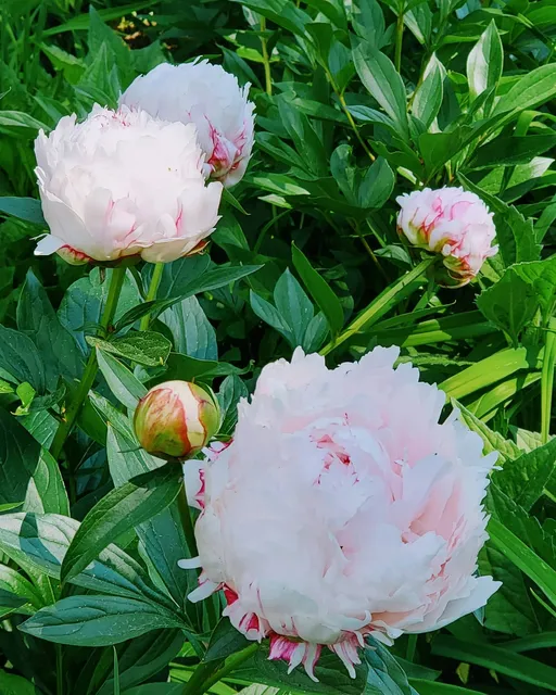 Crystal City Park North