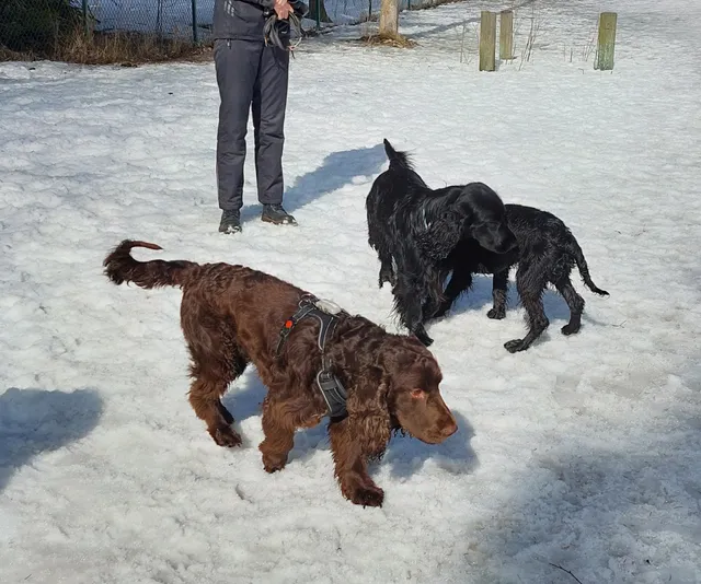 Pitkäkosken koirapuisto