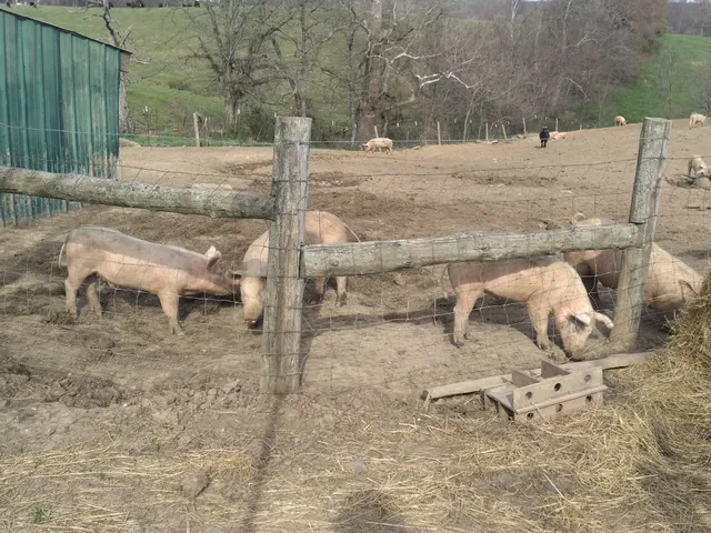 Living Roots Farm and Organic Farm School