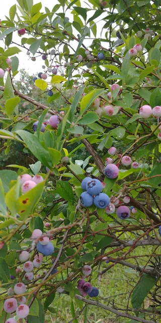 Gin House Branch Farm