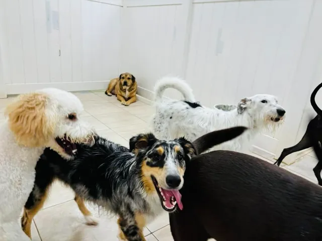 Hounds Town - Columbia