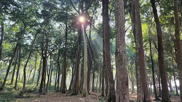 The swimming elephant