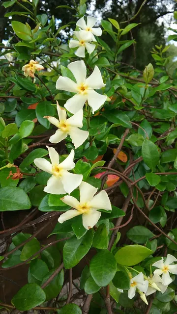 Florida Forest Service - Blackwater Forestry Center