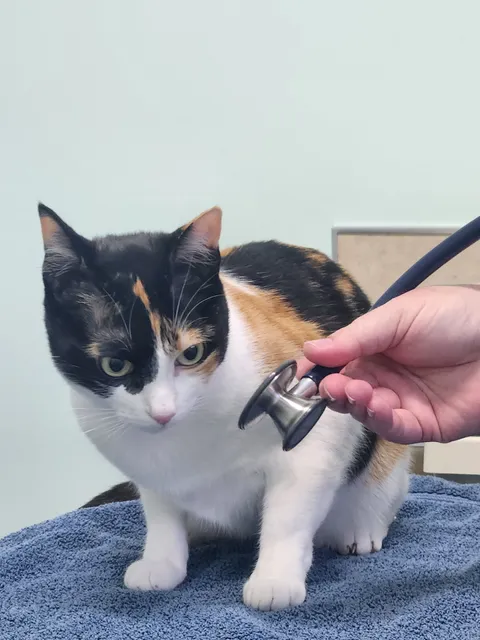 All About Cats Cat Clinic