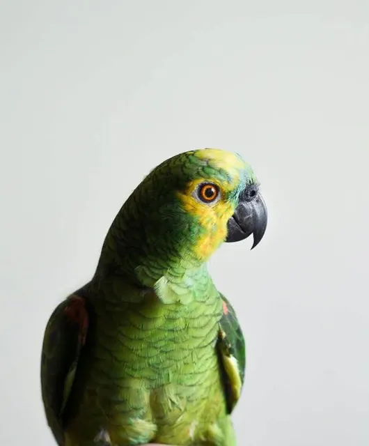 Simões de Assis | São Paulo