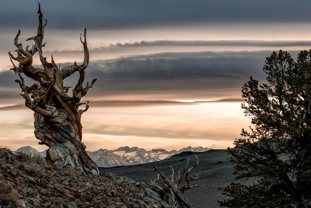 Methuselah (Tree), White Mountains, Inyo