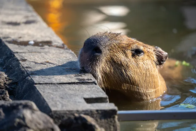 Capybara and Wallaby Park