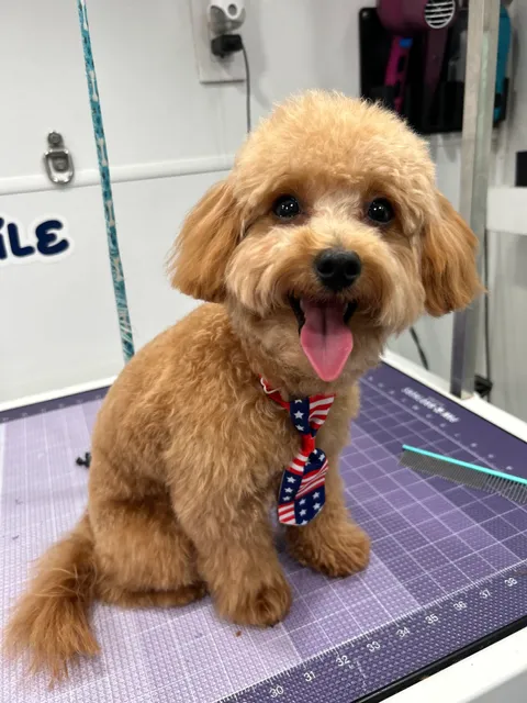 Lynda Mobile Pets Grooming