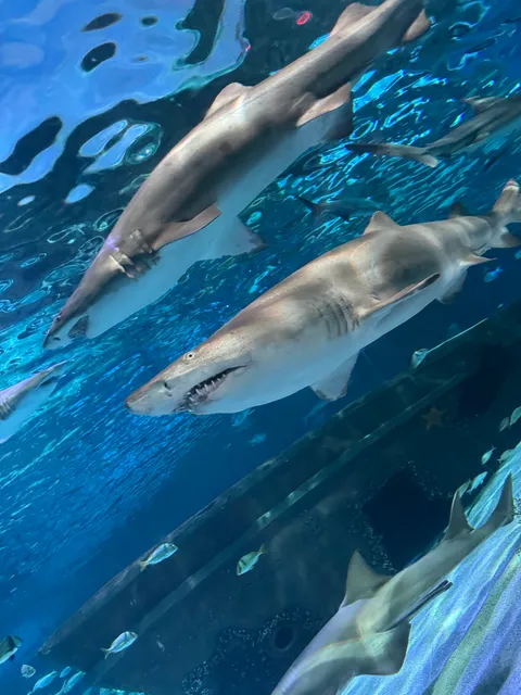 Ripley's Aquarium of Myrtle Beach