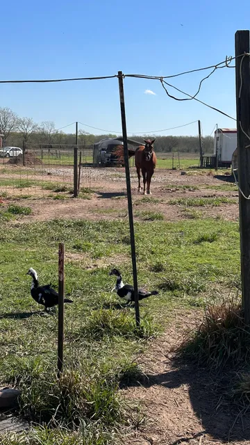 Texas All Grass Fed LLC