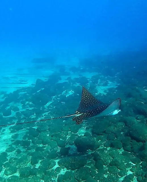 Snorkel & Dive Hawaii