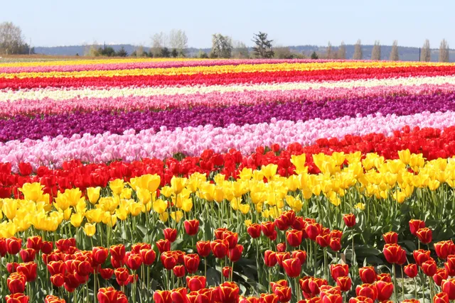 Washington Tulip Festival