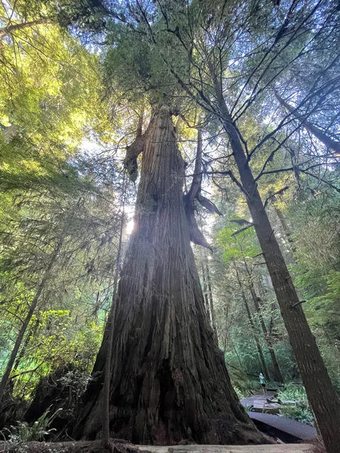 Grove of Titans Trailhead
