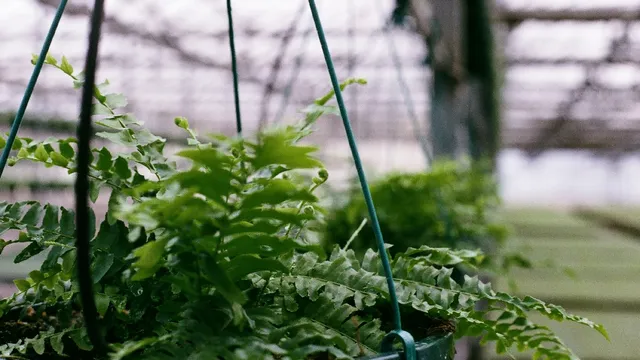 Bob's Market and Greenhouses, Inc. - Mason Store