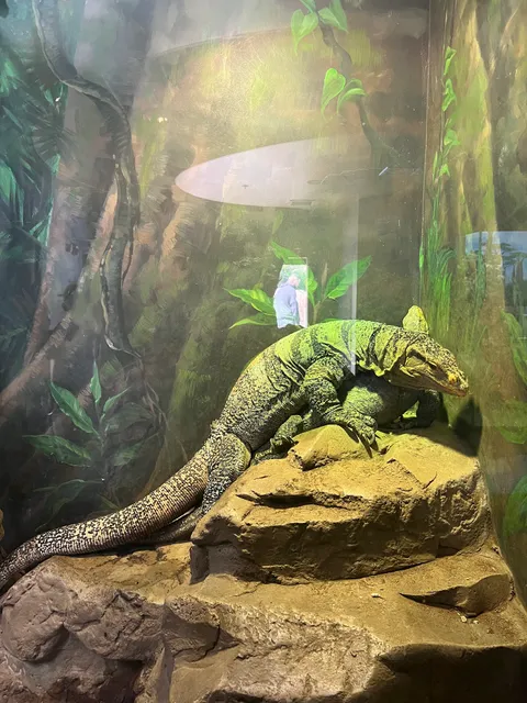 Living Amphibians Invertebrates and Reptiles