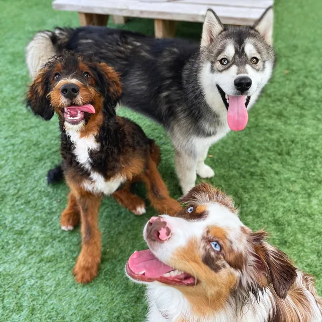 Paws Canine Activity Center