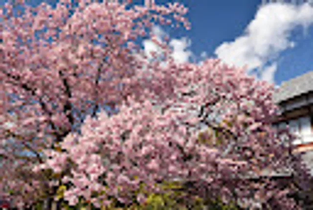 Kawazu Sakura Original Tree